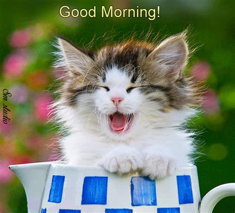 good morning cat gif|copy paste good morning cat.